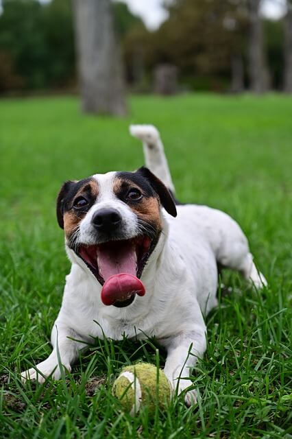 2025년 을사년 신년운세, 개띠(5) 정리정돈, 변화와 휴식 개띠.