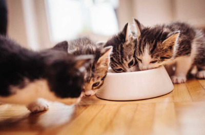 아기 고양이가 이유식을 먹는 모습의 이미지