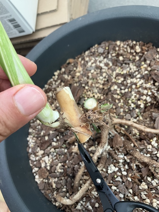 몬스테라 벌브 커팅 후 상처 부위 사진