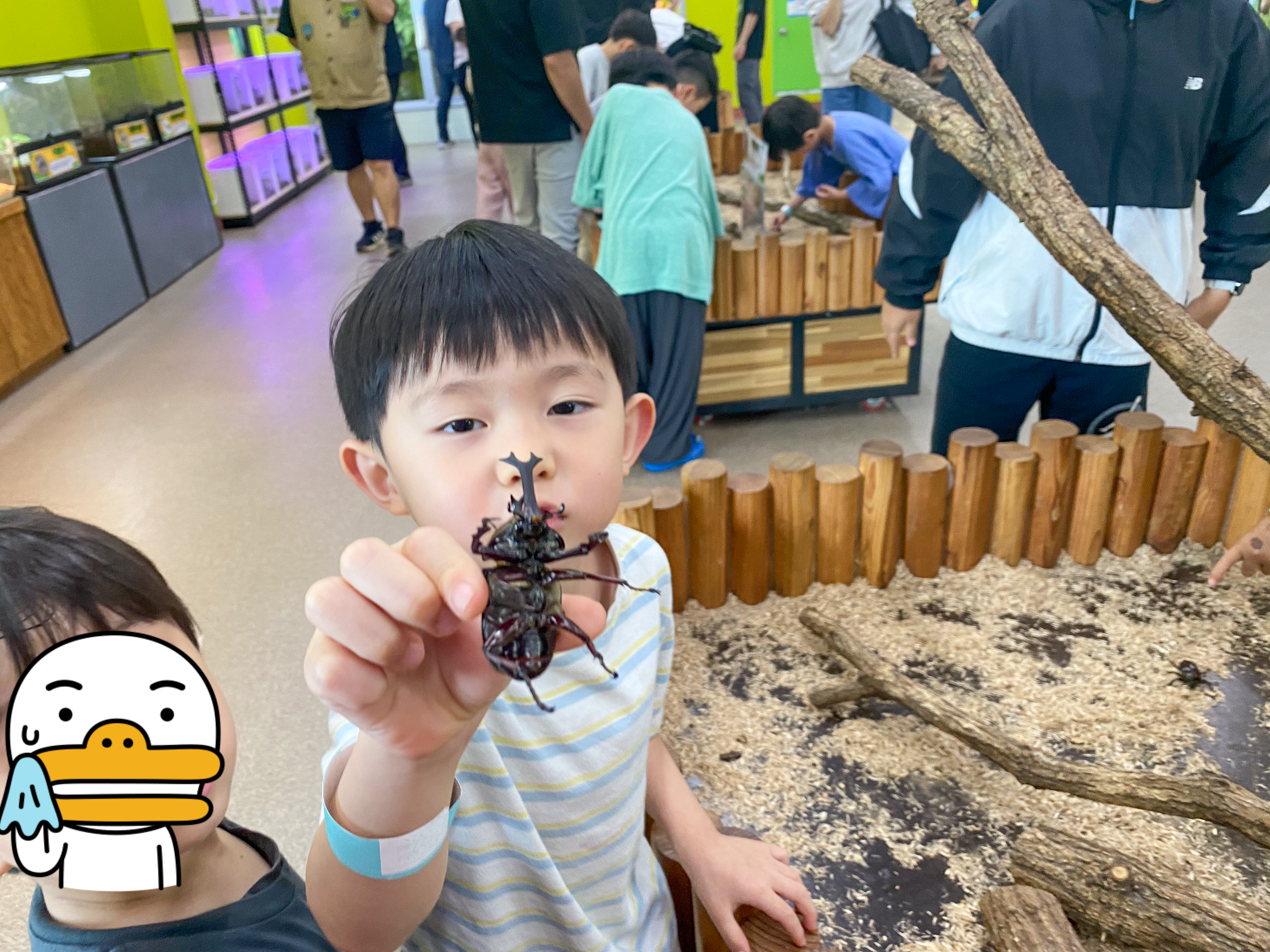 장수풍뎅이 만져보기 체험