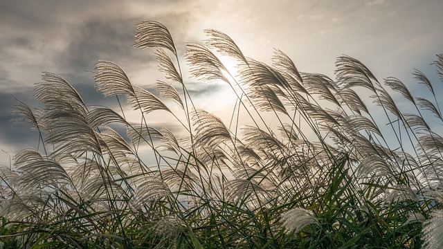 갈대와 억새의 차이점부터 갈대뿌리(노근)효능, 명소 추천