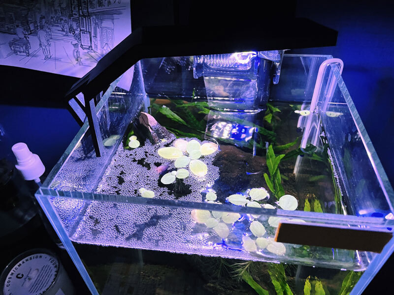 베타가 어항에 지은 거품집 사진