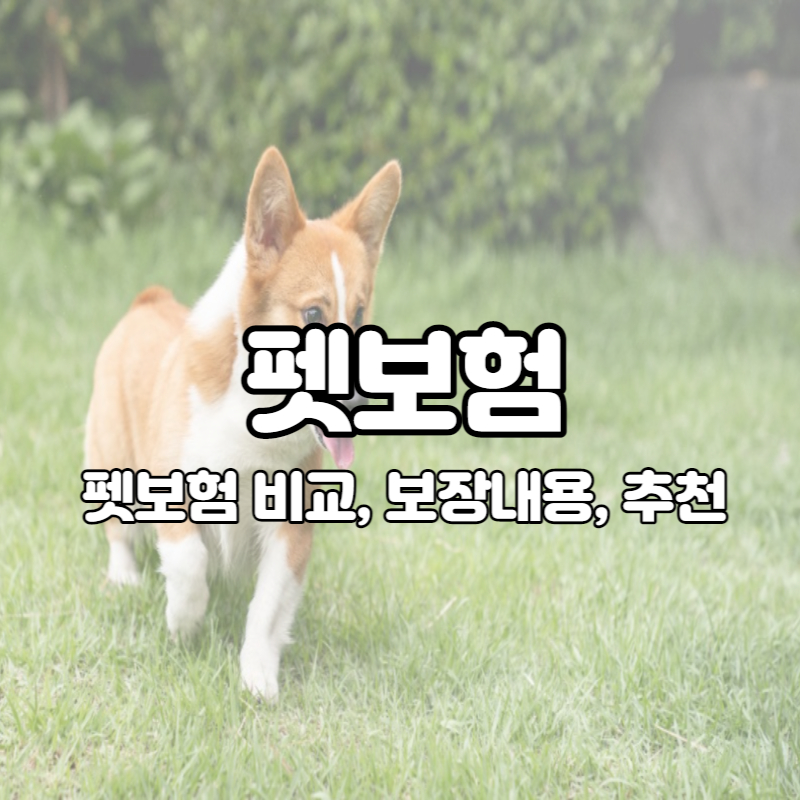 펫보험 비교