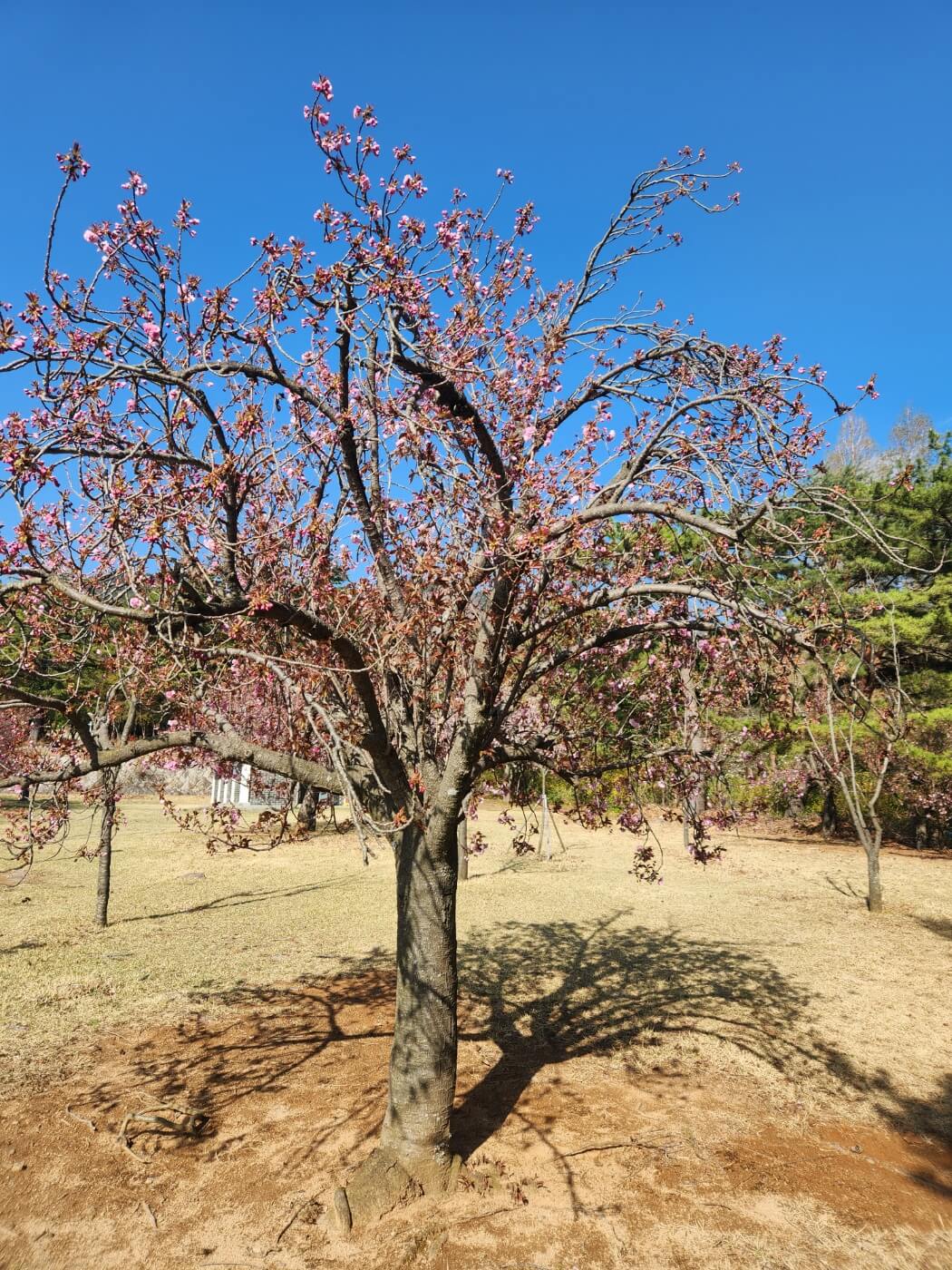 겹벚꽃4월15일자