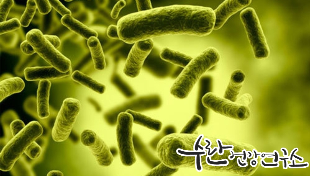 LGG 유산균 효능 부작용