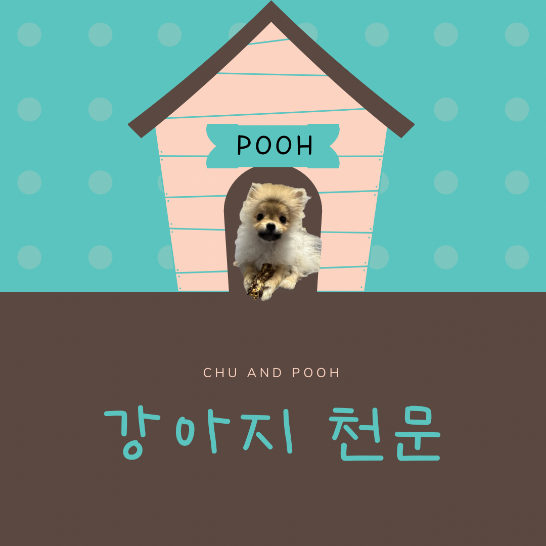 강아지-천문