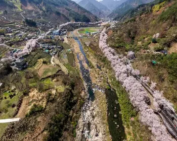 하동 십리벚꽃길 개화상황_3