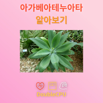 아가베아테누아타 탐구