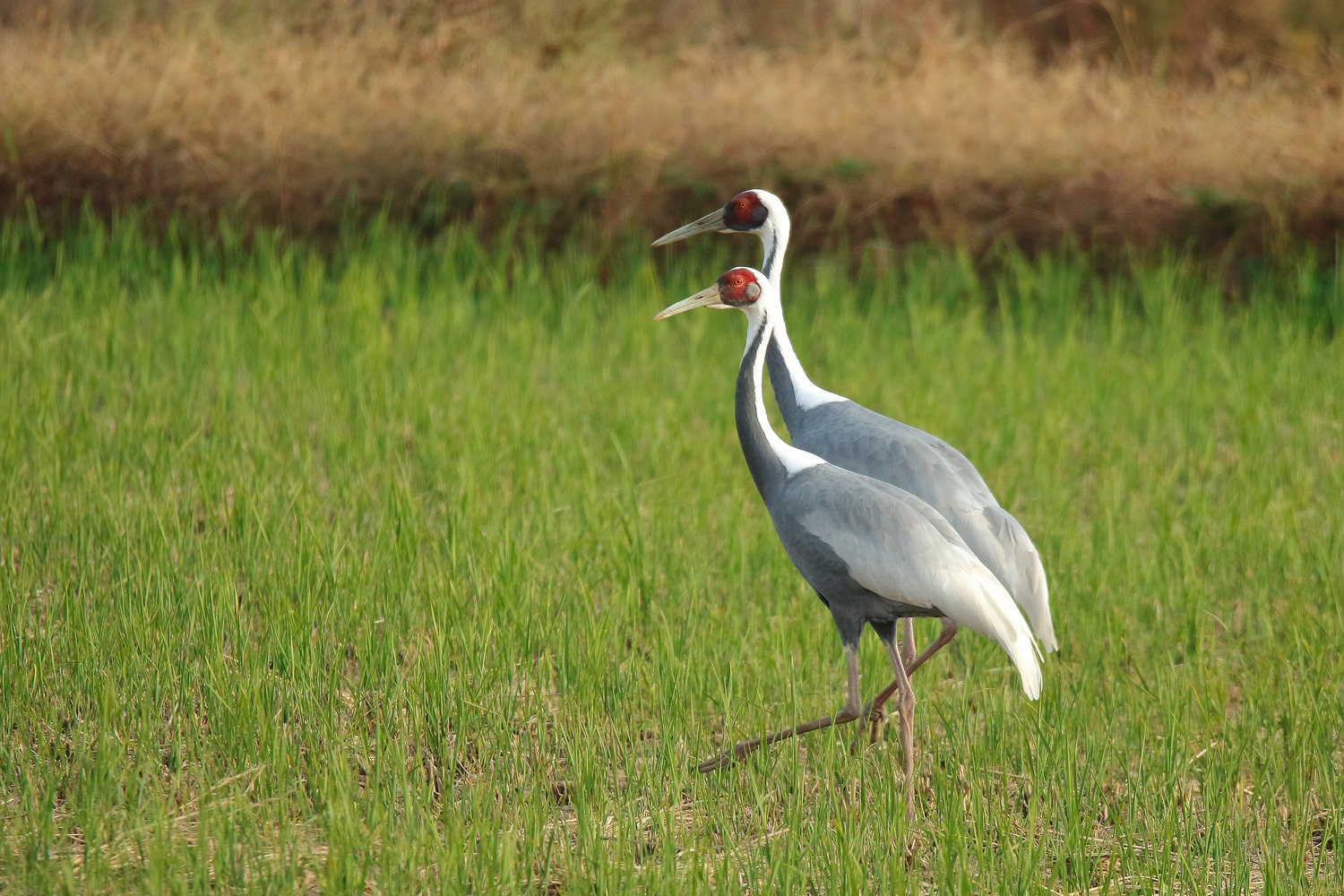 재두루미&amp;#44; 한국 겨울을 지키는 하늘의 보물｜멸종위기 야생동물 1급