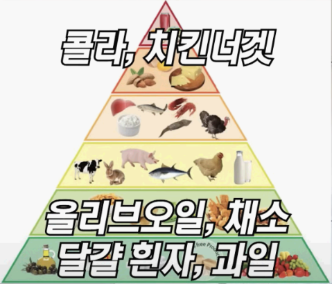 콩팥 인 피라미드