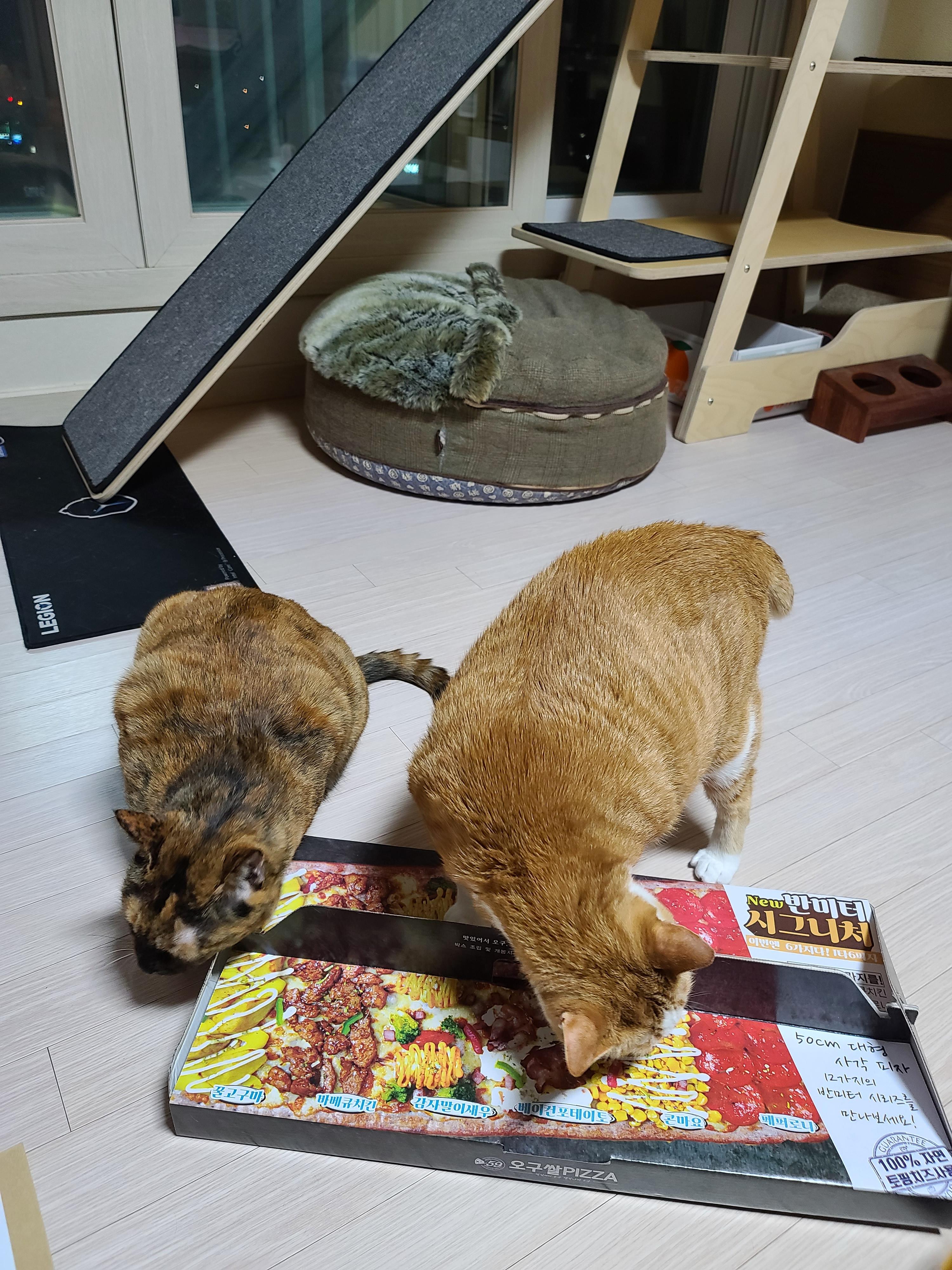 식탐많은 고양이 사랑이.