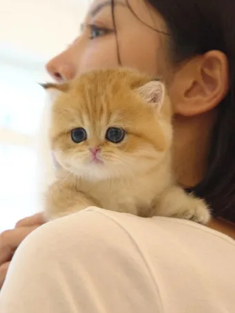 브리티쉬숏헤어 고양이 실버 유전병 분양 가격 성격_3