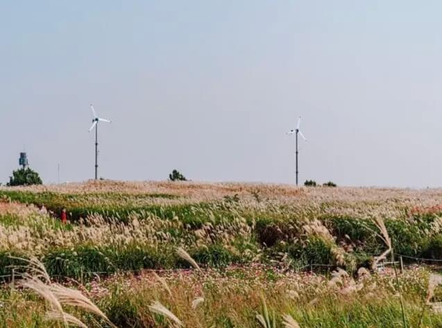 서울 하늘공원 , 사진출처 : 한국관광재단