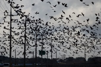 수천마리의-까마귀떼가-전봇대와-하늘을-날며하늘이-시꺼매진-모습