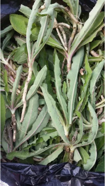 씀바귀 무침 김치 담그는법 레시피_12