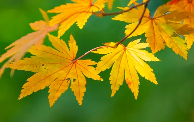 단풍놀이 가볼만한 곳