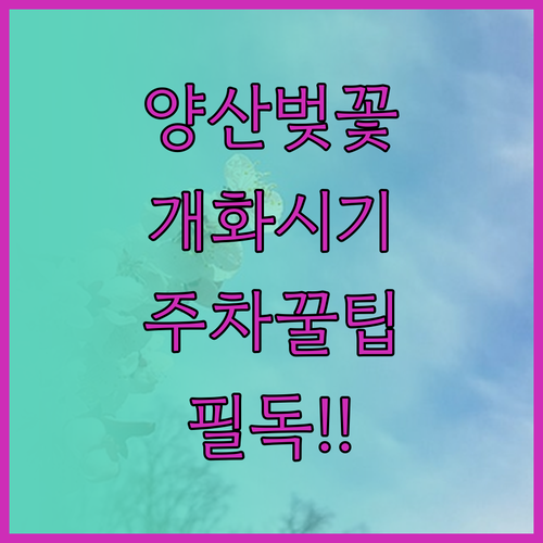 양산 벚꽃 개화 시기 및 황산공원 물..