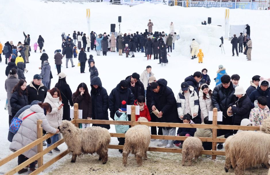 대관령 눈꽃축제 2026| 자연 설경을 만나는 겨울 축제 완벽 가이드 관련 사진