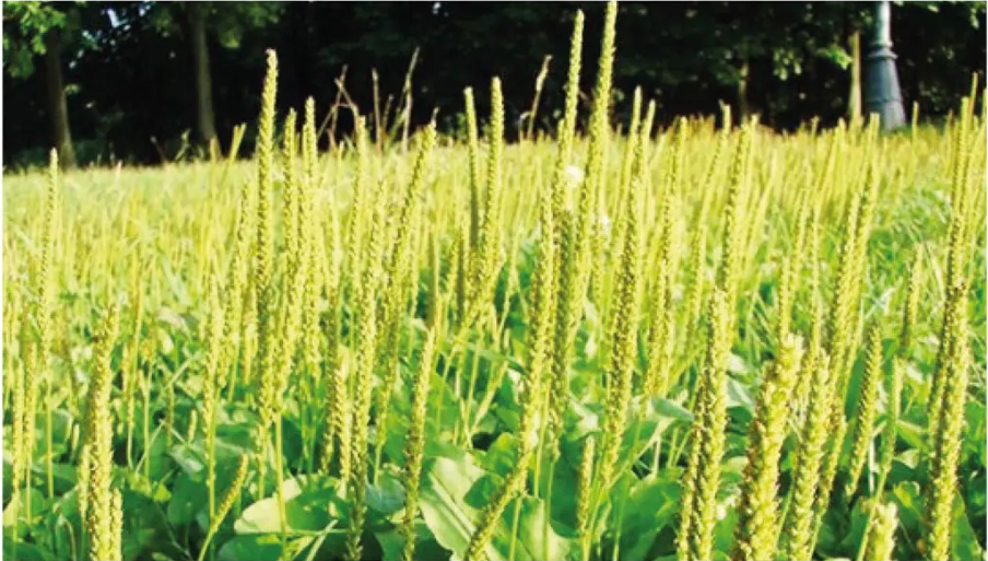 차전자피 식이섬유