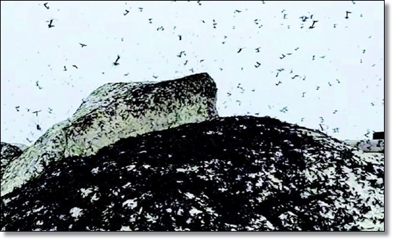 봄 가을의 불청객 러브 버그 퇴치/생태/행동/피해/예방/공존의 필요성