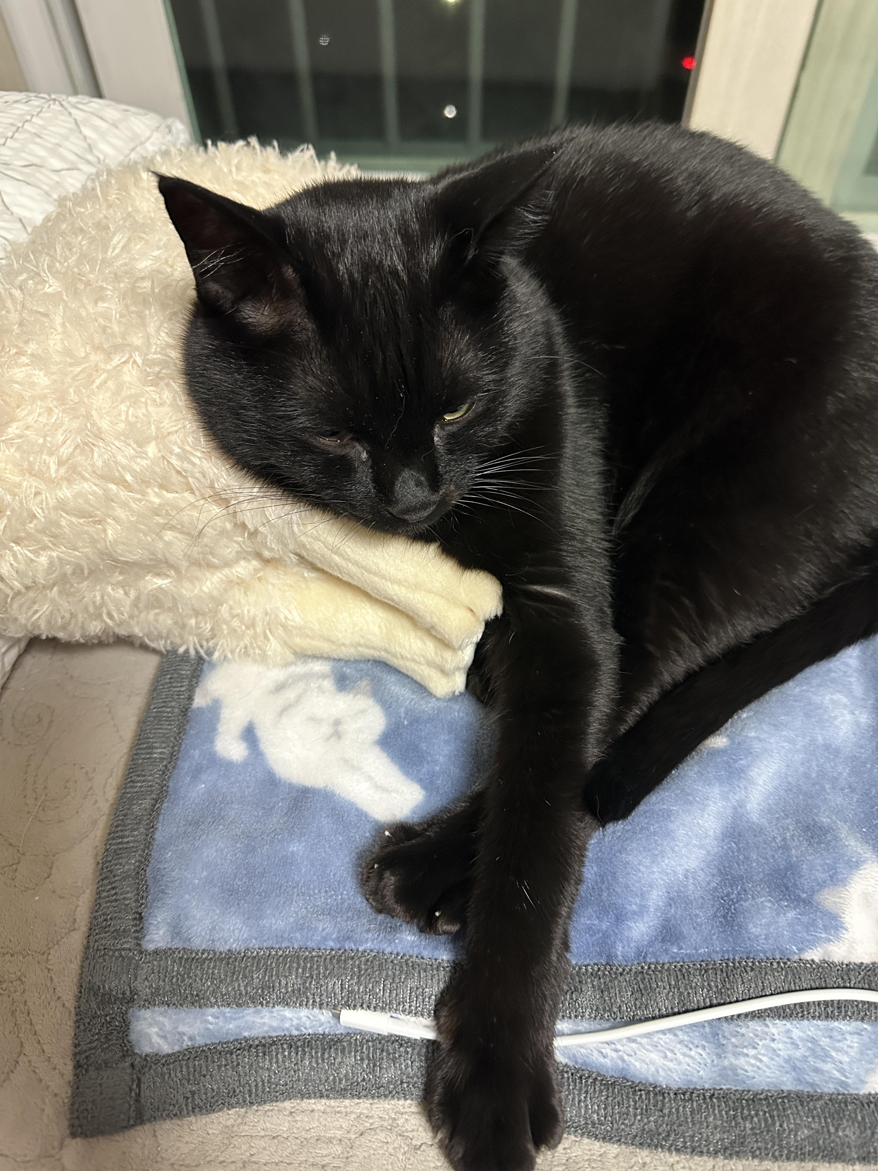 고양이들이 이제 라마를 편한 친구로 생각하는것 같다. (feat. 다다, 건이)