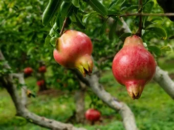 석류 재배 전정 요령 착과 관리 고온 피해 예방_5