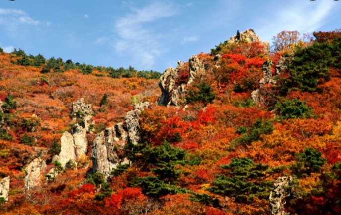 2025 한라산 단풍 절정시기 공개! 가을 초보자 코스 완벽 정리