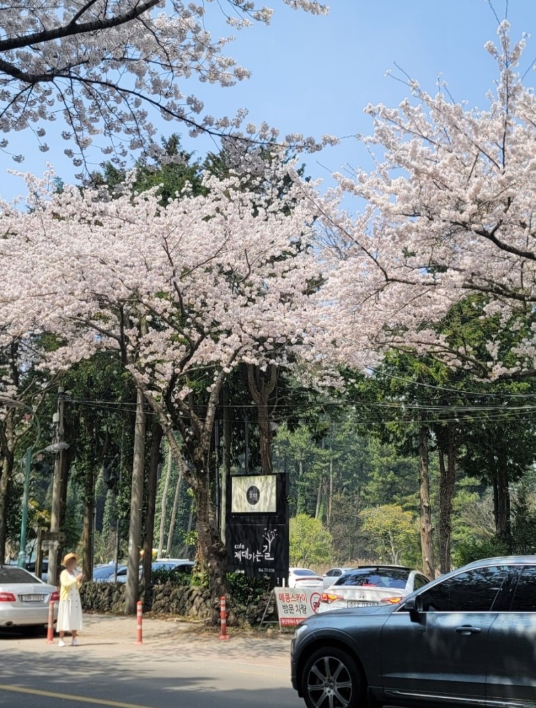 전국 벚꽃 명소 벚꽃길 핫플레이스 10곳 추천