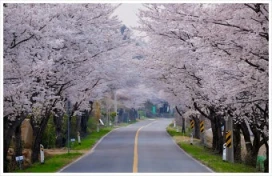 2026 진해군항제 일정