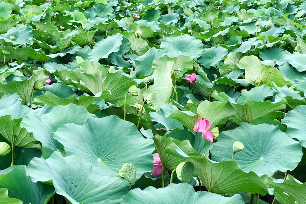 대구 근교 힐링 명소 청도 유등지