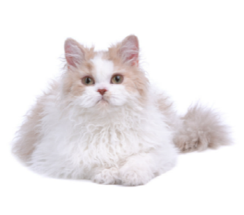 셀커크렉스-고양이