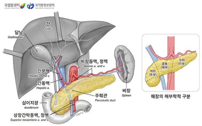 침묵의 장기, 췌장이 보내는 SOS 신호를 알아보세요!