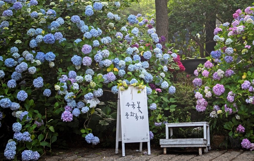부산 태종대 수국축제