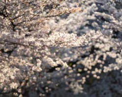 진해-군항제-벚꽃-축제-4