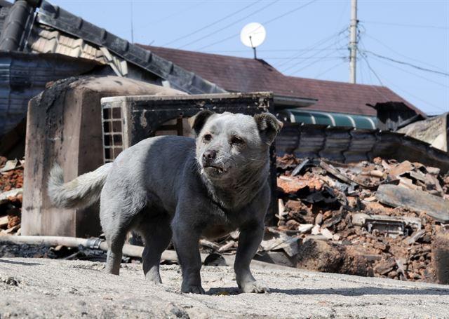 강원도-속초-화재가 난 마을-검게 그을린-반려견