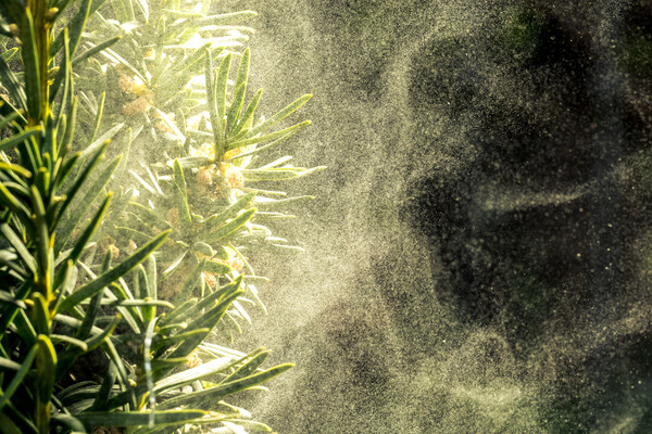 꽃가루알레르기