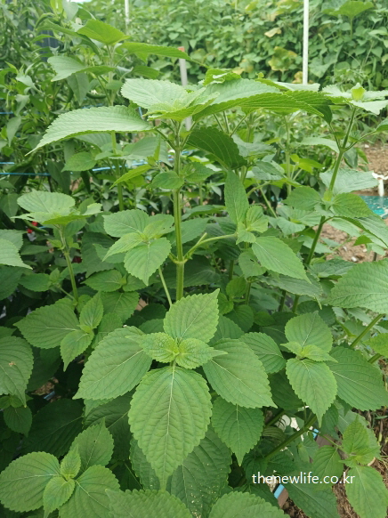 밭에서 곧게 자라난 깻잎 줄기와 잎사귀