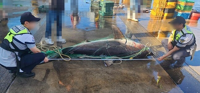 속초 앞바다 악상어