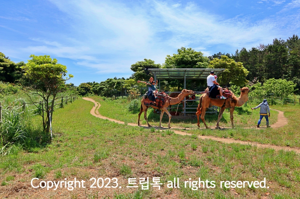 한 사람이 두마리의 낙타를 끌고 가고 있다. 그 위에 사람들이 앉아있다.