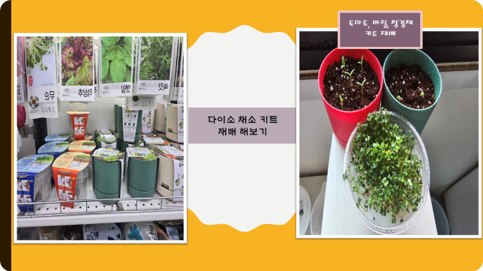 다이소 채소 키트