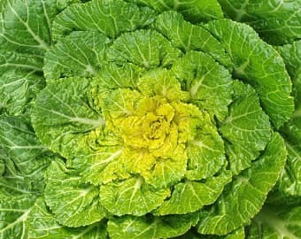 3월 제철 나물 & 채소 추천 BEST 8!!🌱