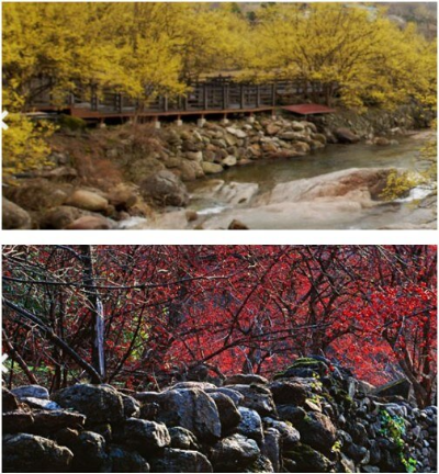 구례산수유마을 꽃과 열매