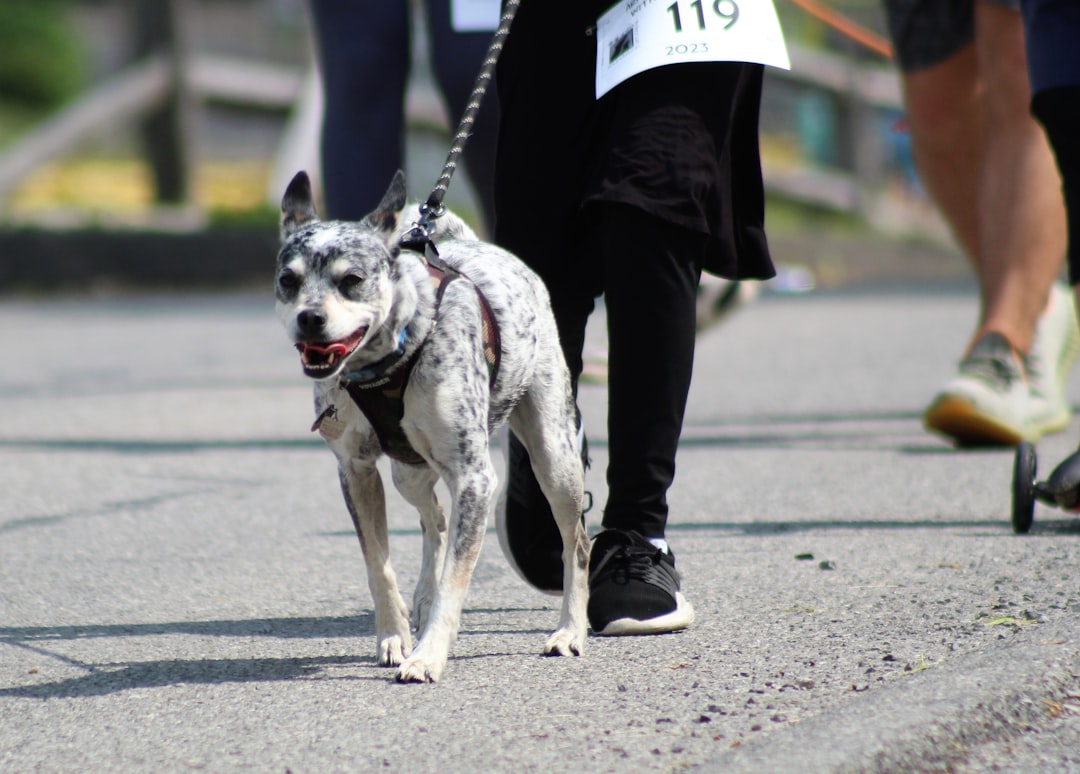 Good Boy