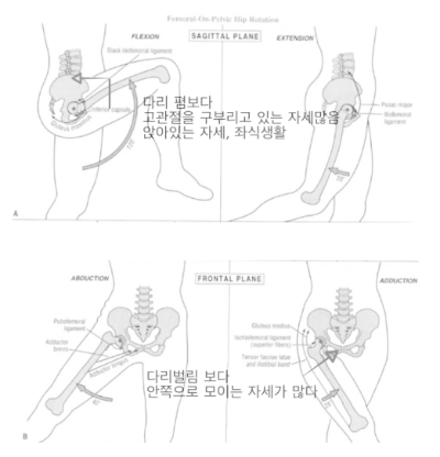 고관절의-움직임