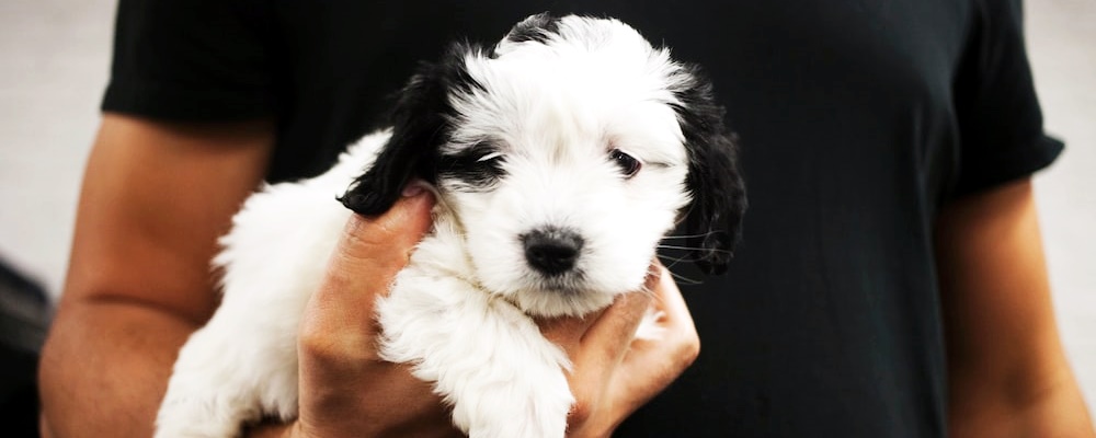 강아지 나이 알아보는 방법 8