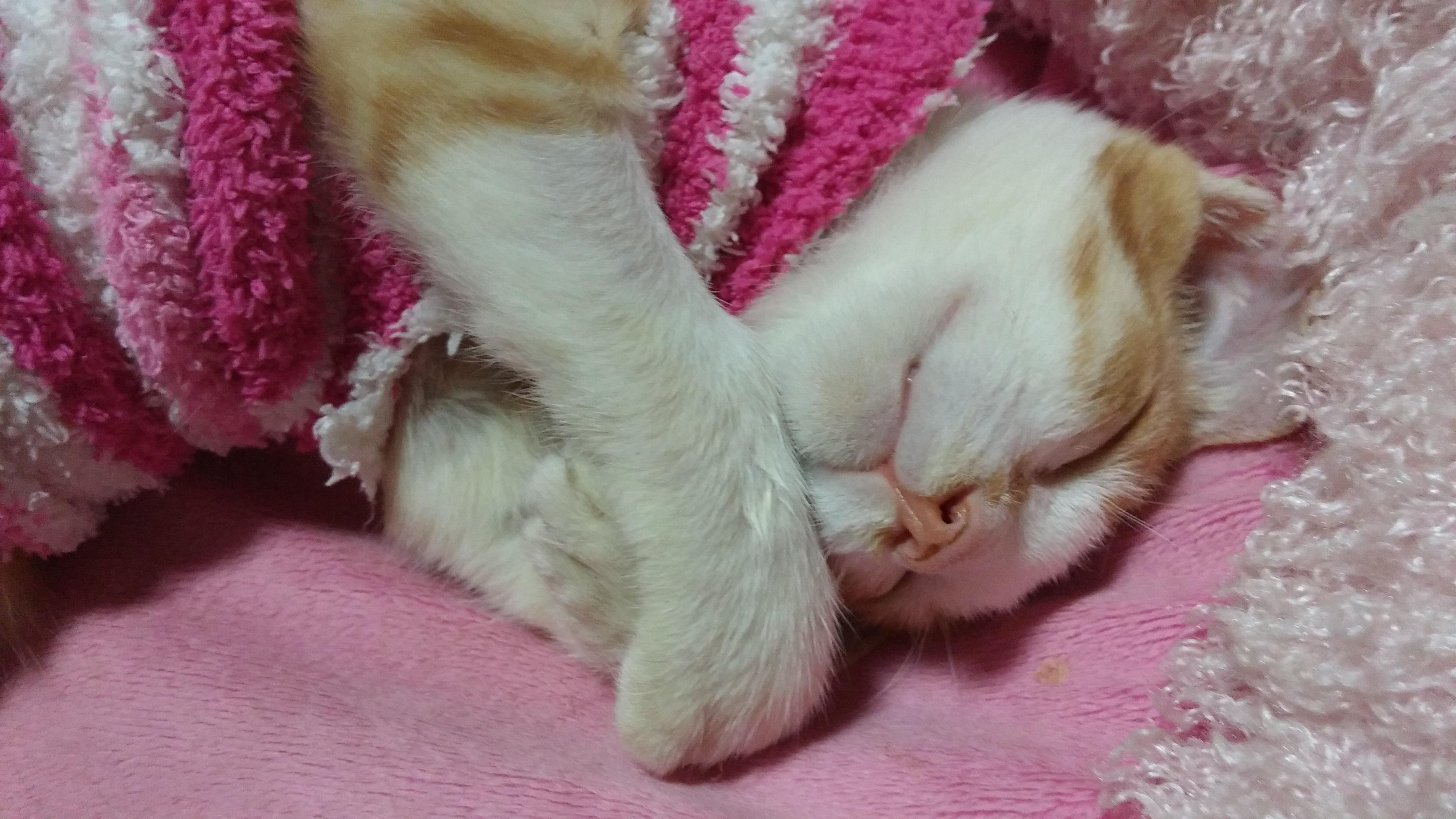 고양이 허피스 바이러스