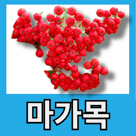 심혈관 예방 손발저림 마가목차 가격 마가목 열매 효능 마가목 효능 부작용 마가목 묘목 가격