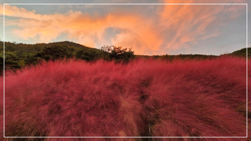 고창 핑크뮬리 축제 이미지/ 출처: 꽃객프로젝트