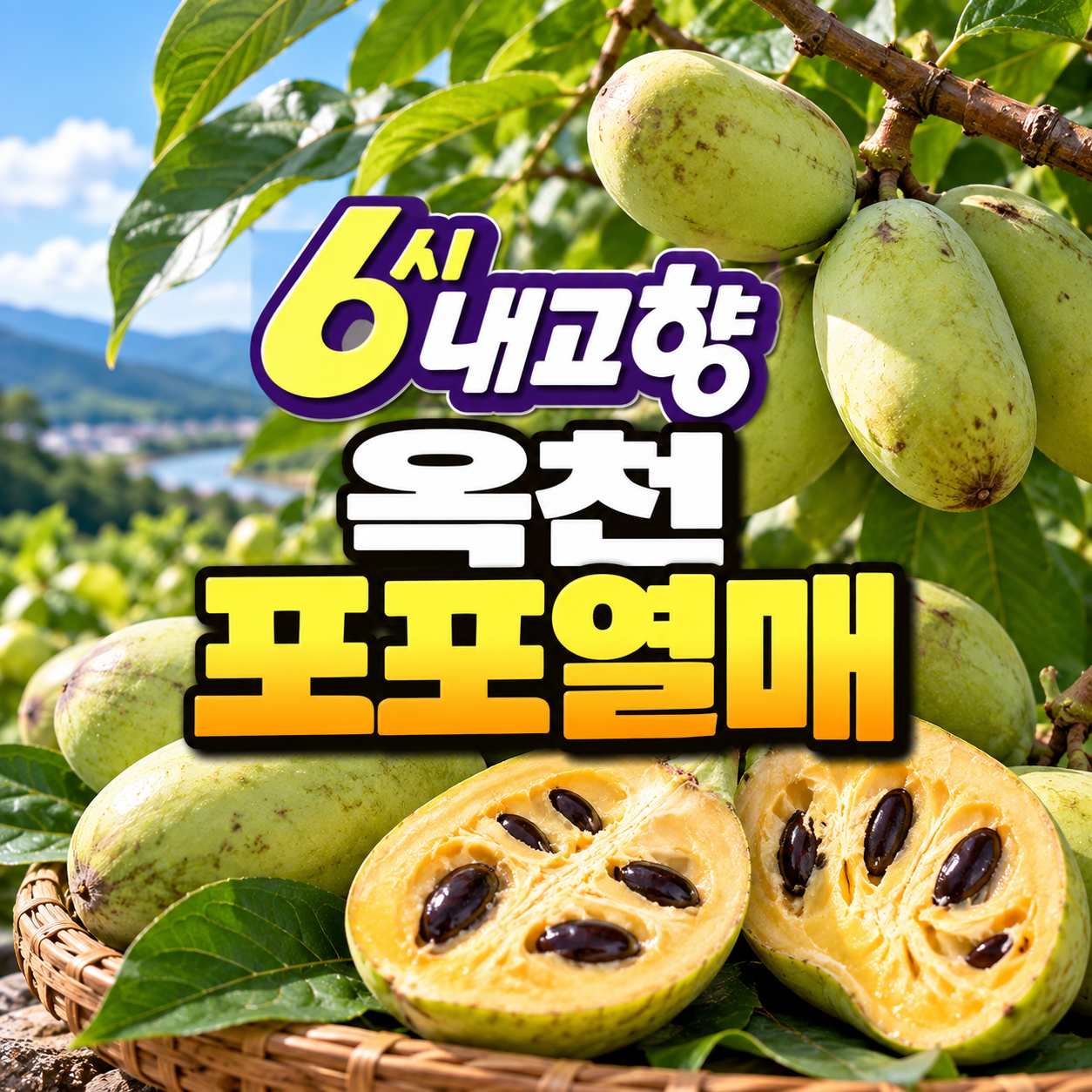 6시 내고향 포포 어디서 사나? 옥천 부엉이골 농장 택배·먹는법·보관법