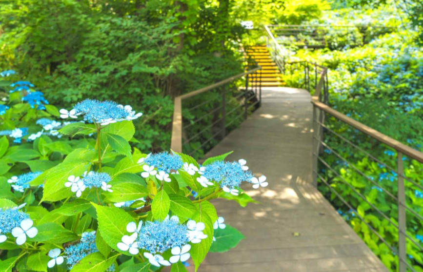 7월-꽃축제-하는곳